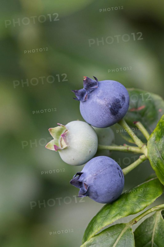Vaccinium corymbosum BRAZELBERRY 'Jelly Bean', An den Dorfwiesen 9, Germany