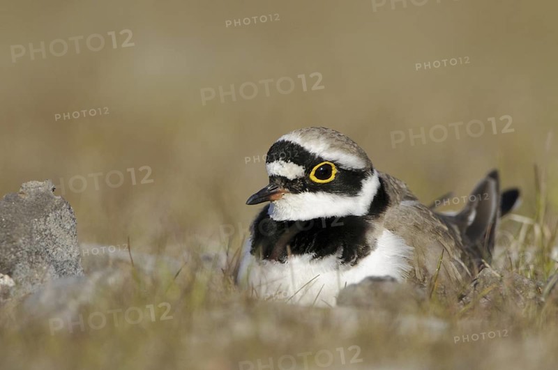 Little Ringed Plover (Charadrius dubius), North Rhine-Westphalia, Germany