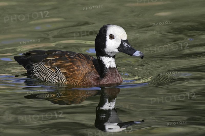 White-faced Whistling Duck (Dendrocygna viduata), Arizona, USA