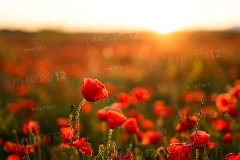 A vibrant field of Papaver rhoeas, commonly known as red poppy or common poppy, bathed in the golden light of a setting sun. The image captures the delicate flowers against a background of lush greenery and the glow of the evening sky
