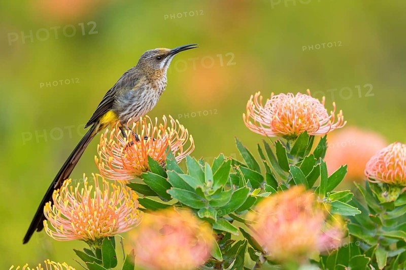Cape sugarbird (Promerops cafer), Harold Porter National Botanical Gardens, Betty's Bay, Western Cape, South Africa