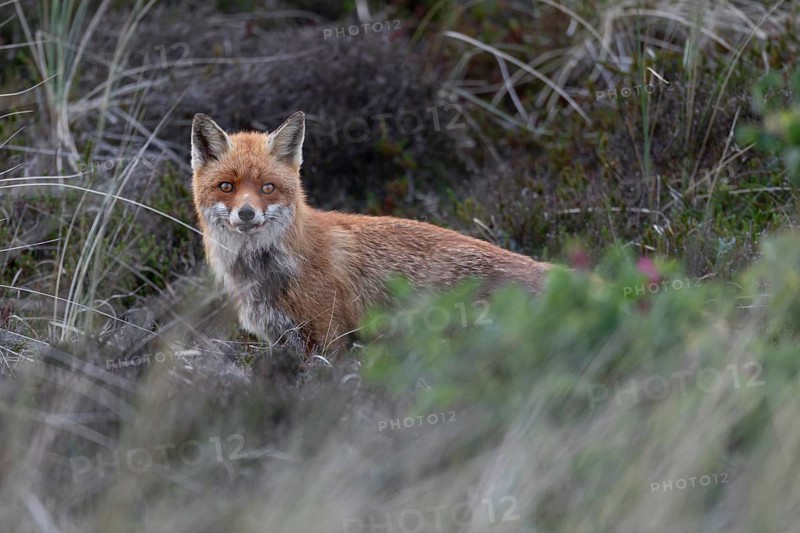 The red fox pheasant (Vulpes vulpes) does not make an enthusiastic impression, but calms down after a few minutes and after leaving the pups she hunts on the meadow adjacent to the den, raising pups, animal pups, cute, May, Denmark