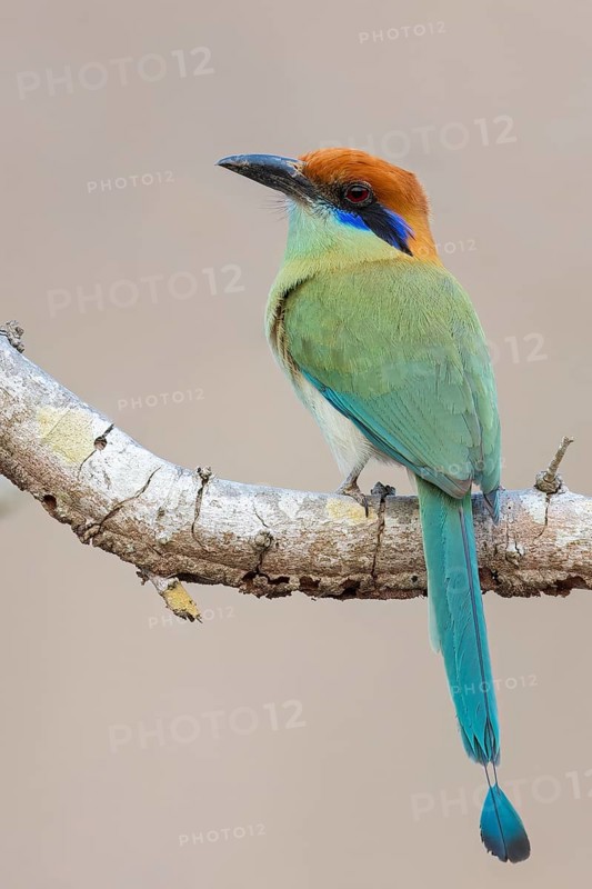Russet-crowned Motmot (Momotus mexicanus) perched on a branch in Oaxaca, Mexico
