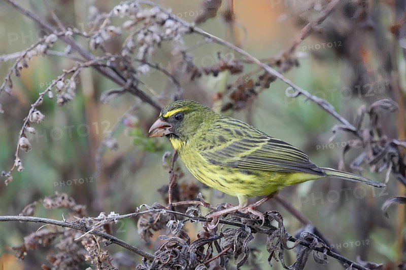Black-chinned Seedeater (Crithagra scotops), Forest Seedeater, adult, male, foraging, on wait, Kirstenbosch Botanic Gardens, Cape Town, South Africa