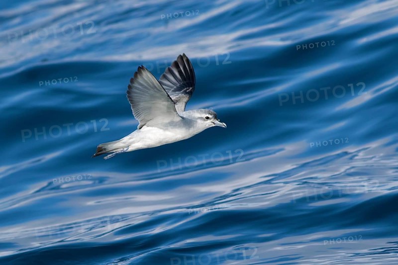Fairy Prion (Pachyptila turtur) flying, Victoria, Australia
