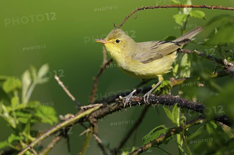 Gelbspoetter (Hippolais icterina), Icterine Warbler, Maennchen zur Balzzeit, Mai, NSG Dingdener Heide, Nordrhein-Westfalen, Deutschland