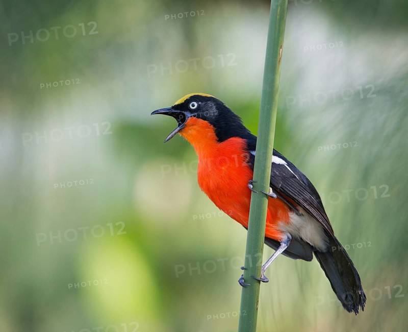 Papyrus Gonolek (Laniarius mufumbiri) singing, Uganda
