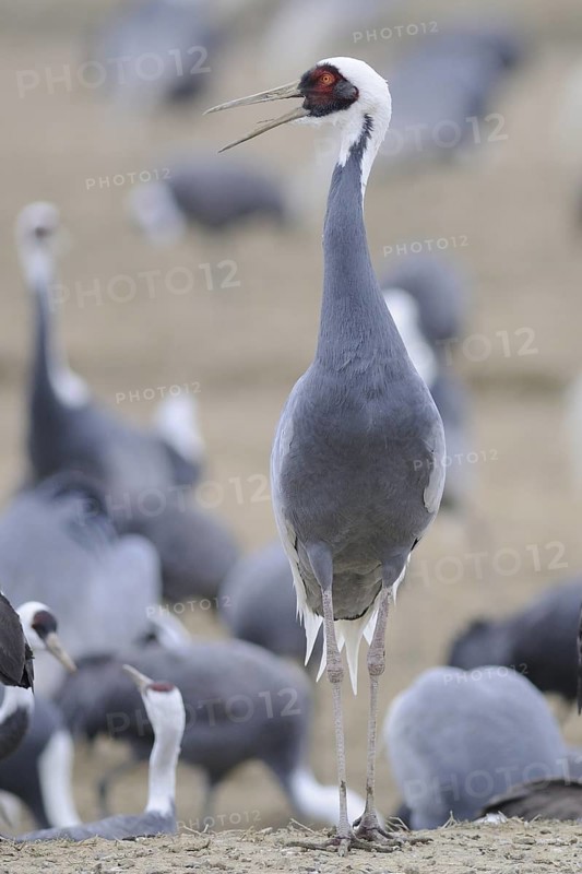 White-naped Crane (Antigone vipio) calling, Arasaki, Japan