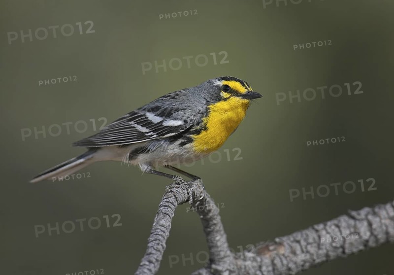Grace's Warbler (Setophaga graciae), New Mexico, USA