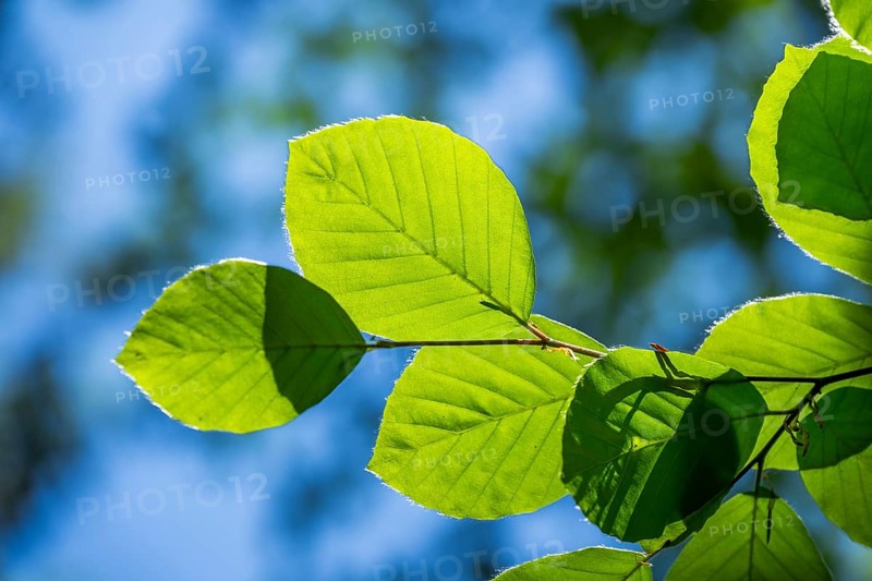 European beech (Fagus sylvatica) leafes against the blue sky in early summer near Regensburg, Upper Palatinate, Bavaria, Germany