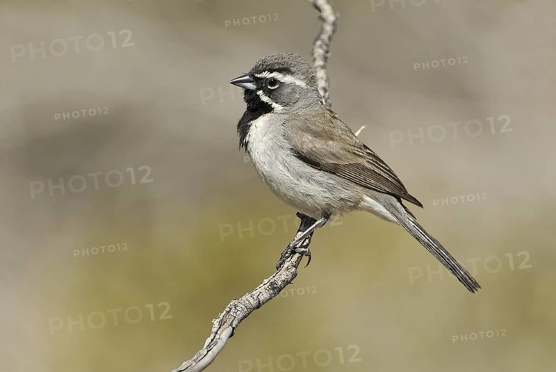 Black-throated Sparrow (Amphispiza bilineata), Arizona, USA