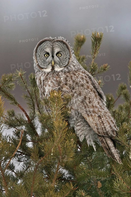 Great Grey Owl (Strix nebulosa), Maine, USA