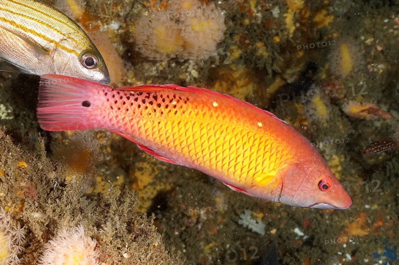 Diana wrasse (Bodianus diana)