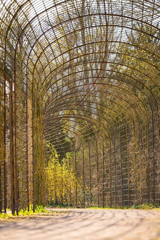 A lattice tunnel in a park where sun and shade create a filigree pattern, Schwetzingen Palace Gardens, Germany