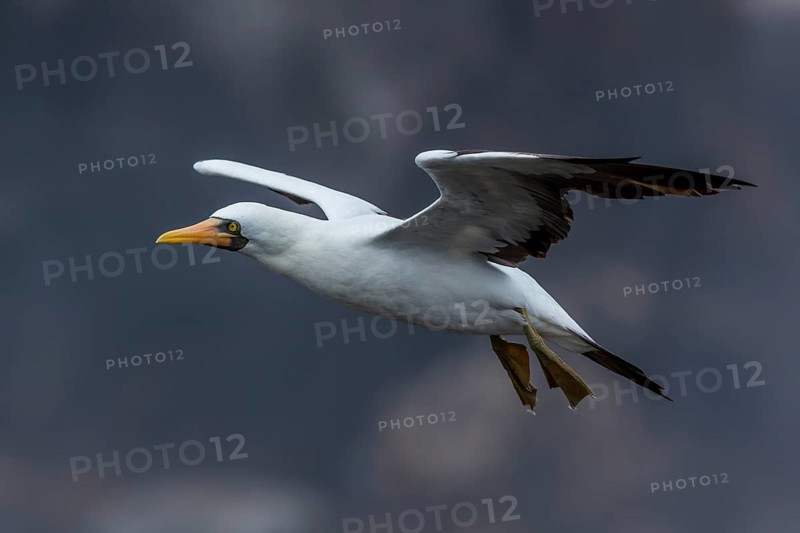 Nazca Booby (Sula granti) flying, Galapagos, Ecuador