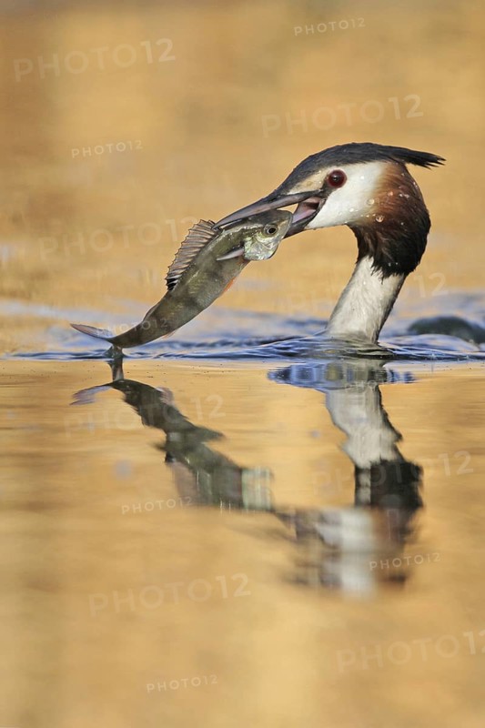 Great Crested Grebe (Podiceps cristatus), Zurich, Switzerland