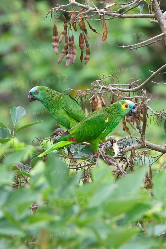 Blue-fronted Amazon (Amazona aestiva) perched on a branch in Bolivia, South America