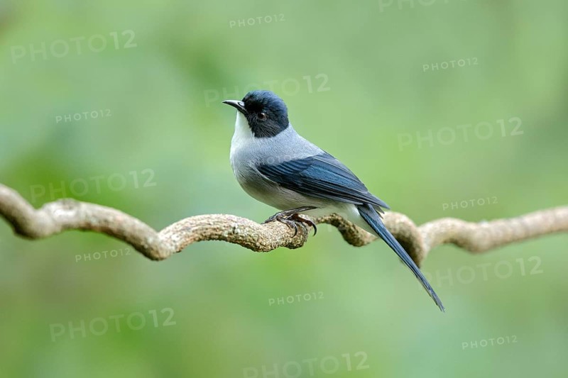 Black-headed Sibia (Heterophasia desgodinsi), Yunnan, China