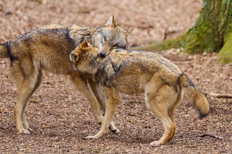 Two wolves standing close to each other in the forest, one resting its head on the other, showing affection, Wolf (Canis Lupus), Germany