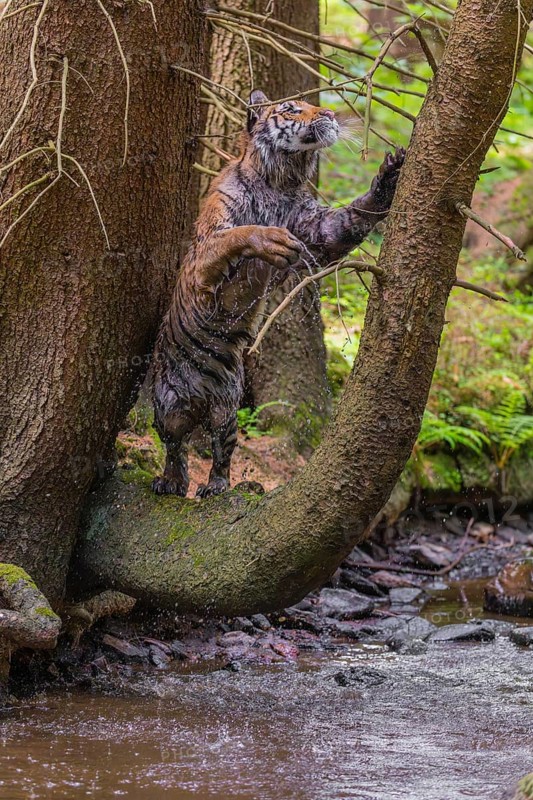 One young female Siberian Tiger, Panthera tigris altaica, standing on a curved tree over the cool fresh water of a creek deep in a forest