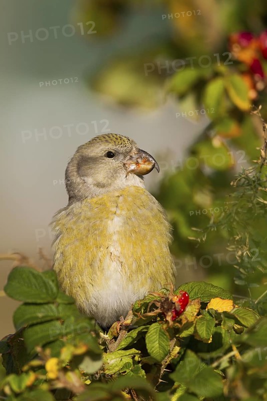 Parrot Crossbill - Kiefernkreuzschnabel - Loxia pytyopsittacus, Germany. female