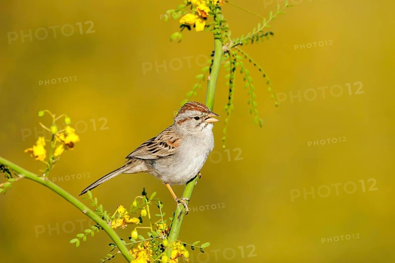 Rufous-winged Sparrow Peucaea carpalis Tucson, Pima County, ARIZONA, United States 7 June Adult EMBERIZIDAE