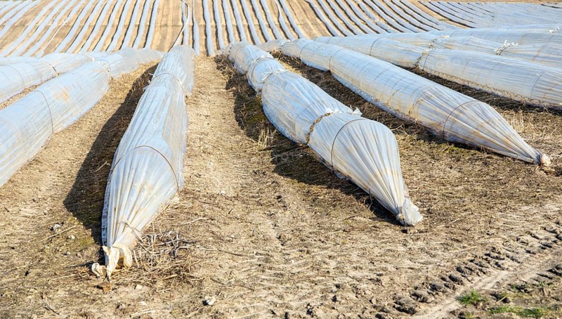 Polythene cloches, polytunnels, folio tunnels, running across farmland field to protect crops from frost, Wantisden, Suffolk, England, UK
