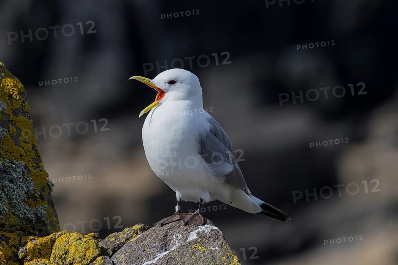 Black-legged Kittiwake (Rissa tridactyla) calling on a cliff, Scotland, United Kingdom