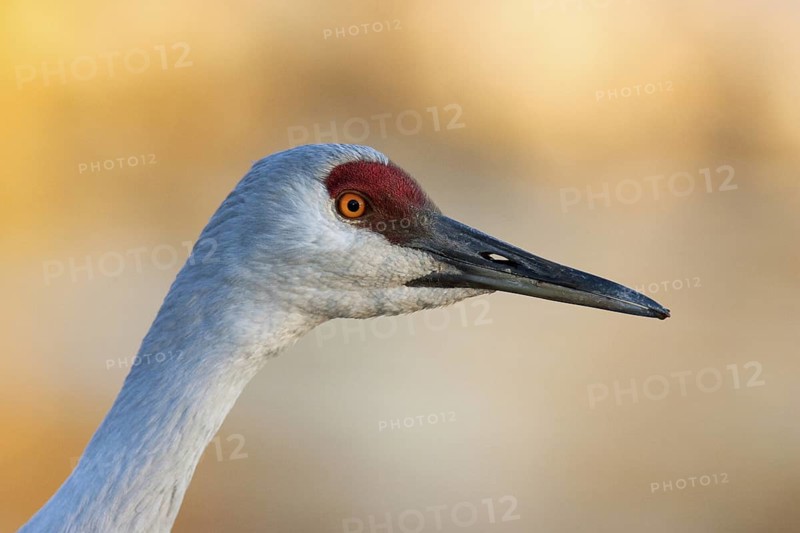 Sandhill Crane (Antigone canadensis), British Columbia, Canada