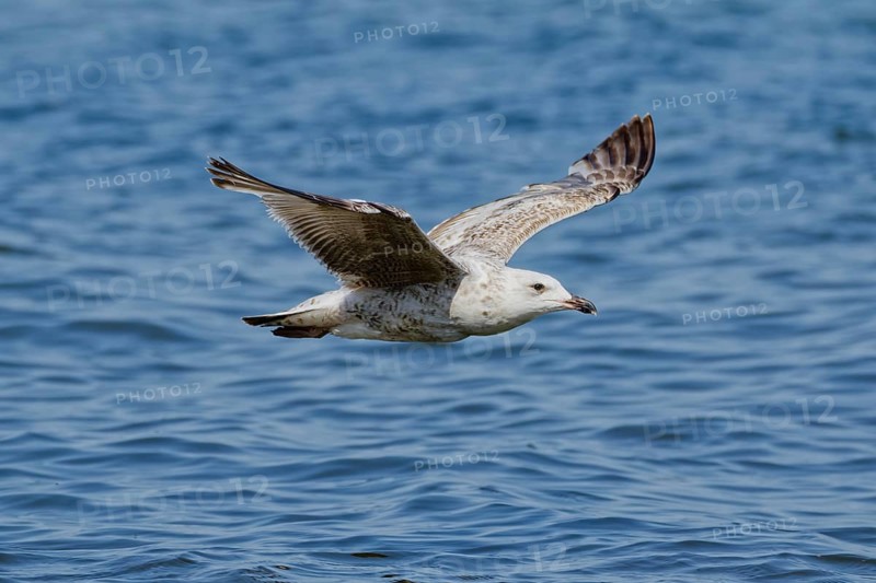 Juvenile herring gull (Larus argentatus) flying low above rippled blue sea water with wings tucked in gliding position, captured in natural daylight with soft background, Poland