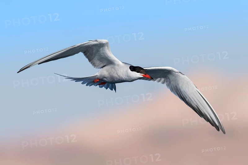 Common Tern (Sterna hirundo) flying, Eilat, Israel