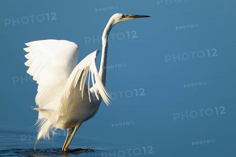 Great White Egret (Ardea alba) standing with open wings in the shallow water zone of a lake, blue water, Lower Saxony, Germany