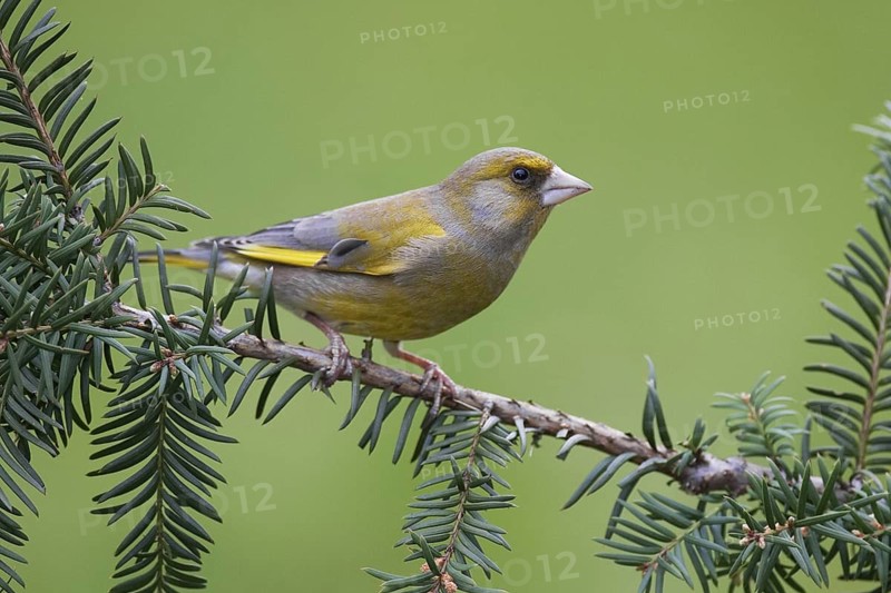 European Greenfinch (Chloris chloris), Brandenburg, Germany