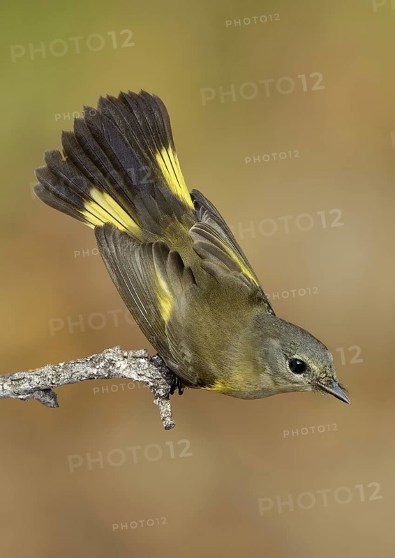 American Redstart (Setophaga ruticilla) female, Texas, USA