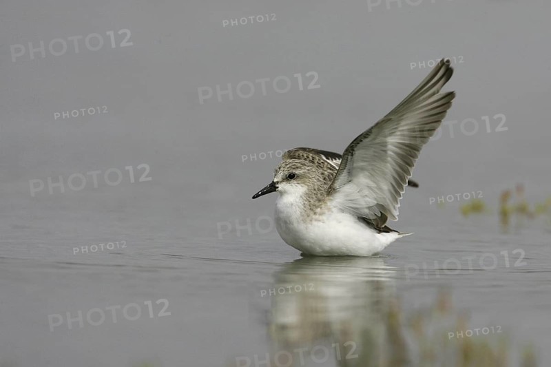 Red-necked Stint (Calidris ruficollis), Victoria, Australia