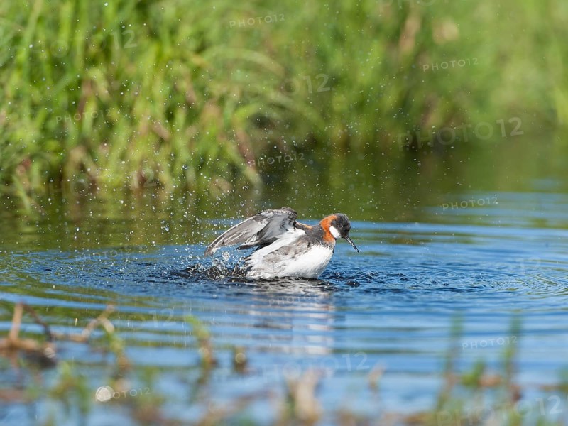 Red-necked Phalarope (Phalaropus lobatus) female bathing, Iceland