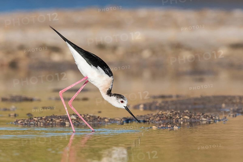 Black-winged Stilt (Himantopus himantopus) foraging, Eilat, Israel