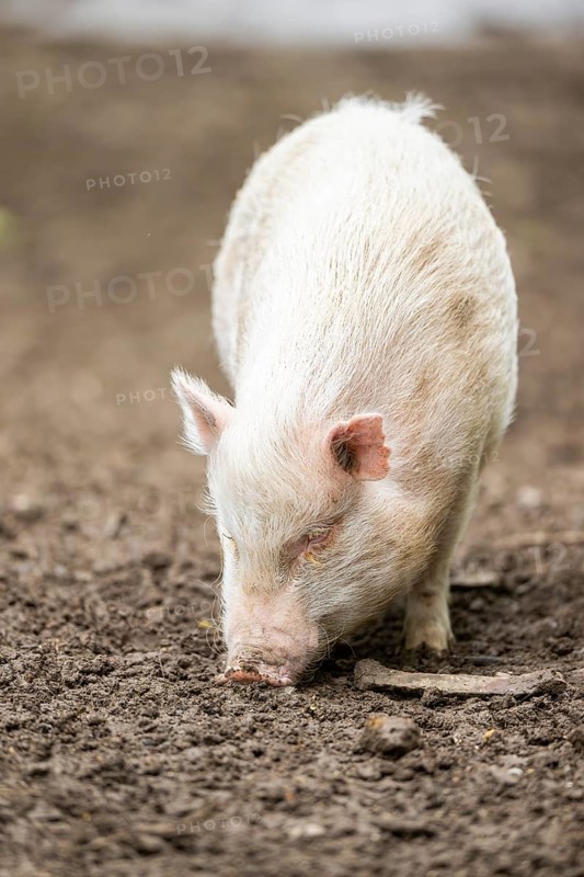 Vietnamese Pot-bellied pig, Bavaria, Germany