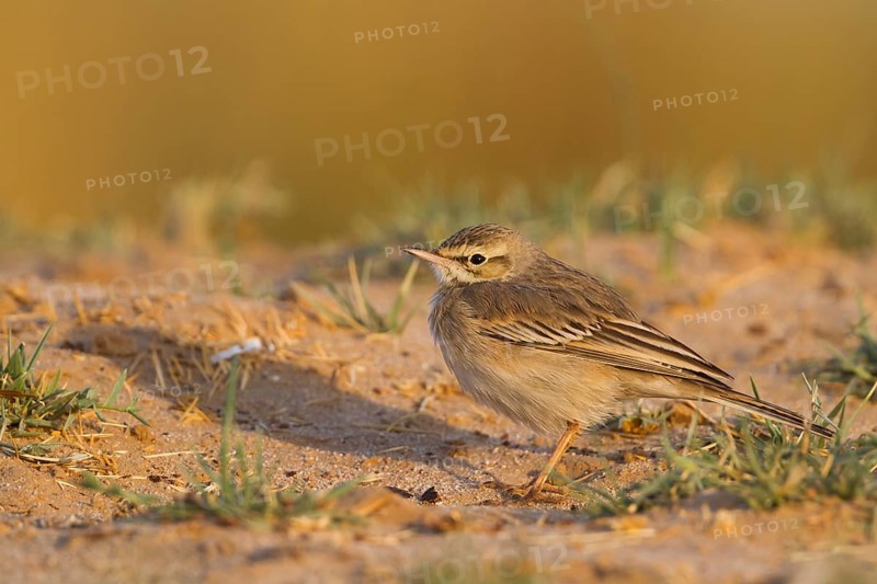 Tawny Pipit - Brachpieper - Anthus campestris, Oman