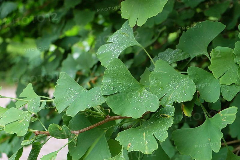 Maidenhair tree (Ginkgo biloba), Viewing garden University of Applied Sciences W, Germany