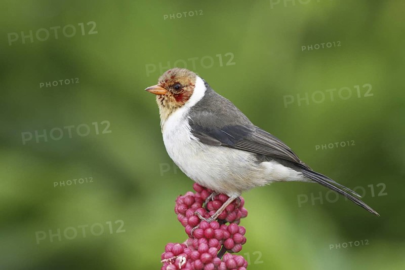 Yellow-billed Cardinal (Paroaria capitata) juvenile, Hawaii, USA