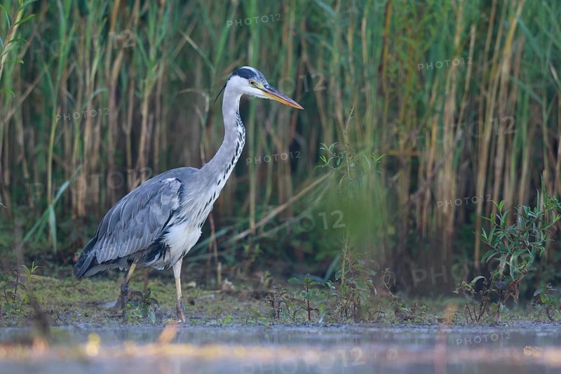 Grey Heron (Ardea cinerea) foraging, North Rhine-Westphalia, Germany