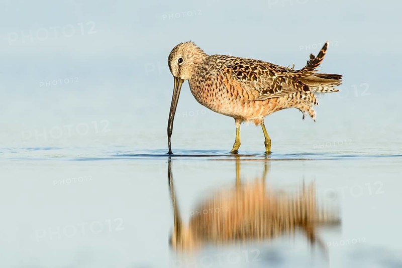 Long-billed Dowitcher (Limnodromus scolopaceus) foraging, Texas, USA