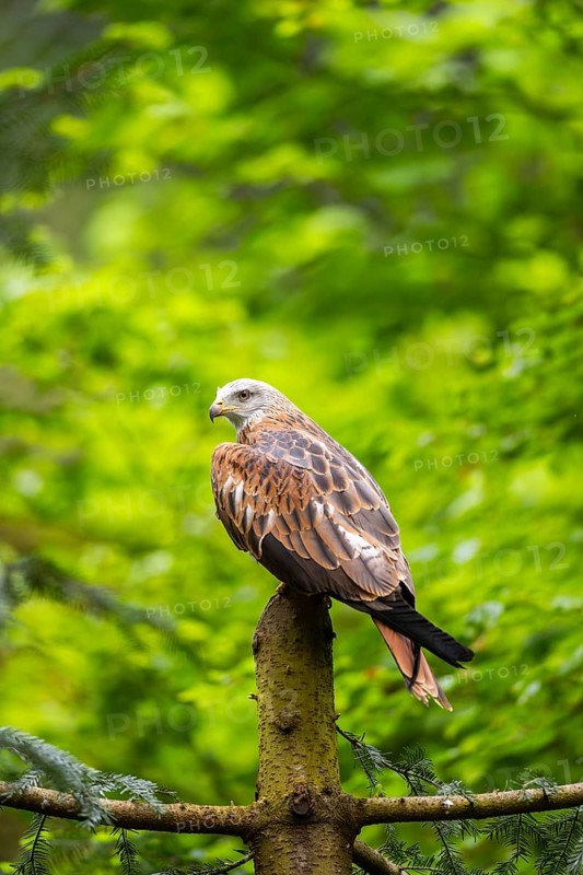 Red kite (Milvus milvus) sitting on a tree trunk, Bavaria, Germany