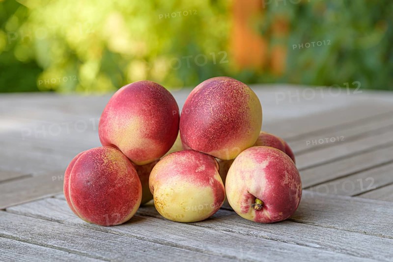 Nectarine (Prunus persica FRUIT ME® Necta Me),  Germany