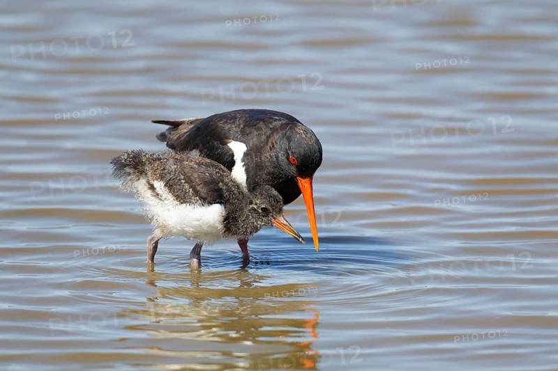 Eurasian oystercatcher (Haematopus ostralegus) adult parent wading bird feeding its juvenile baby chick in a shallow lagoon in summer, RSPB Minsmere nature reserve, Suffolk, England, United Kingdom