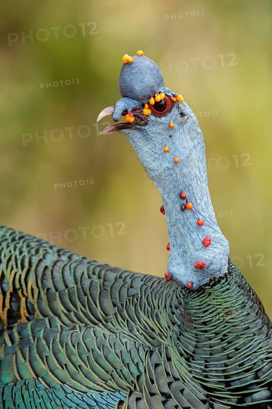 Ocellated Turkey (Meleagris ocellata) perched on the ground in Guatemala in Central America