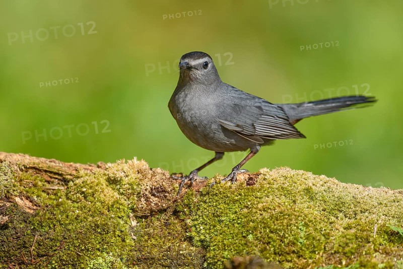Grey Catbird (Dumetella carolinensis) perched on mossy ground, Texas, USA