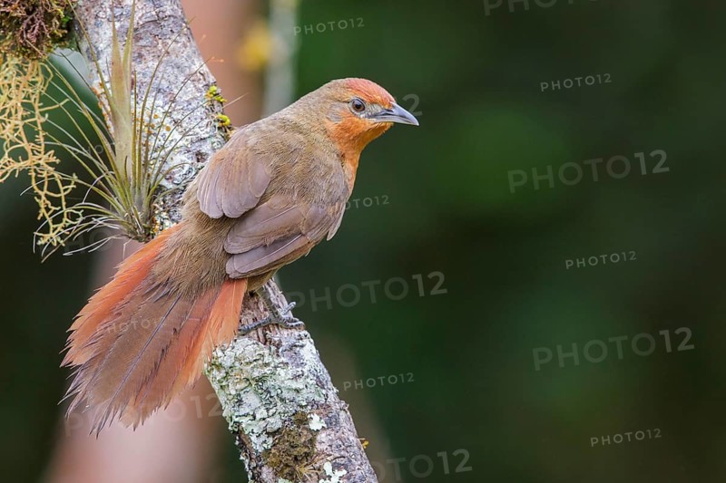 Orange-eyed Thornbird (Phacellodomus erythrophthalmus) perched on a branch in the Atlantic rainforest of southeast Brazil
