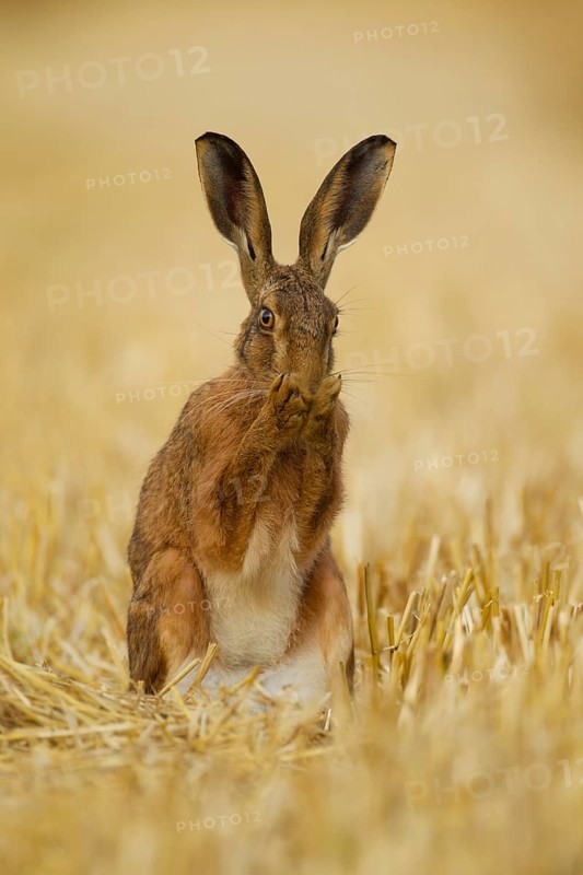 European brown hare (Lepus europaeus) adult animal washing its face in a farmland stubble field in summer, Norfolk, England, United Kingdom